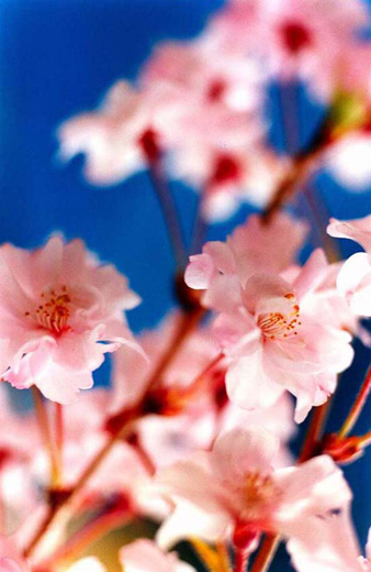 Sakura (MN-sakura-11-41, 72.8×48.5cm)Sakura (MN-sakura-11-41, 72.8
